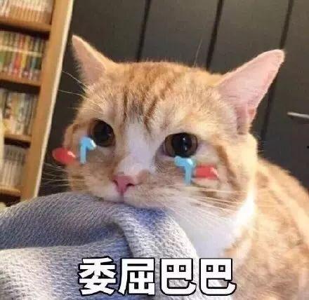 娱乐吃瓜君和折耳猫后续,一场跨界奇遇记  第3张